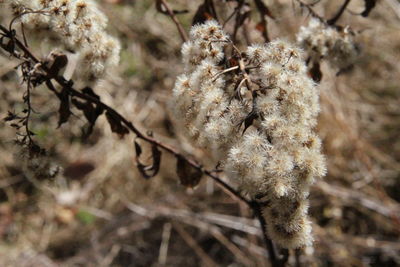 Close-up of tree branch