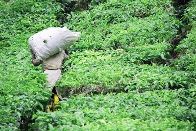 A worker carrying tea plant at tea farm