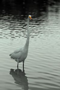 Bird in a lake