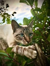 Portrait of a cat