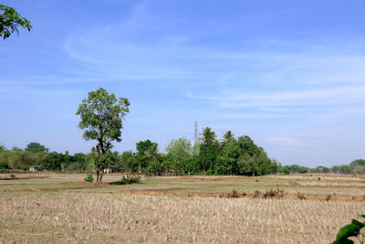 Scenic view of agricultural field against sky