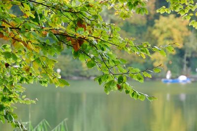 Close-up of green leaves on branch