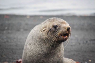 Close-up of sea lion