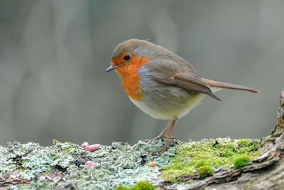 Close-up of bird perching