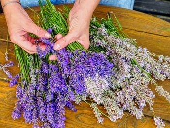 Collecting of blended stalks. nice bouquet of the beautiful smell lavender branches