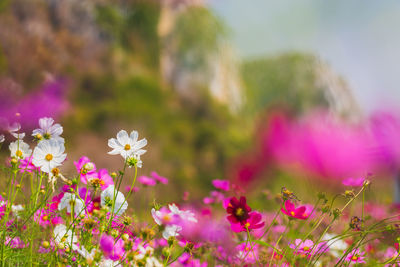 Cosmos flowers beautiful in the garden