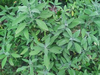 Full frame shot of plants growing on field