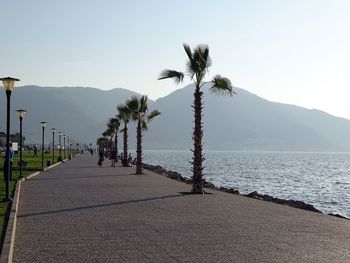 Scenic view of palm trees by sea against clear sky