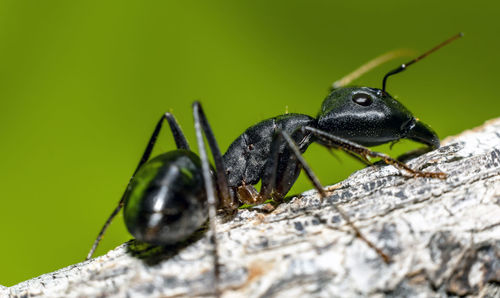 Close-up of ant on a branch