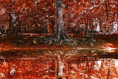 Trees in forest during autumn