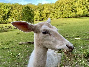 Close-up of goat