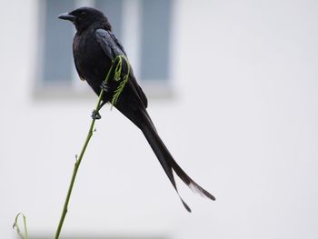 Bird perching on a plant against sky