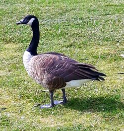 Side view of bird standing on field