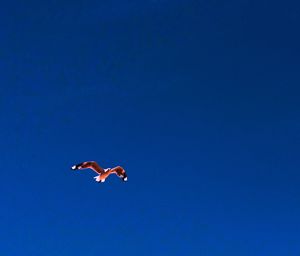 Low angle view of bird flying in sky