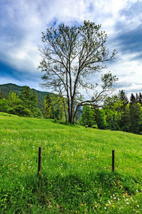 Trees on field against sky