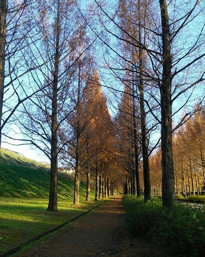 tree, bare tree, nature, tranquility, tranquil scene, day, tree trunk, the way forward, outdoors, beauty in nature, landscape, growth, no people, scenics, grass, branch, sky