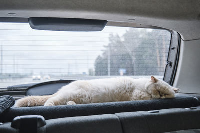Cat lying on car window