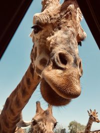 Close-up of giraffe