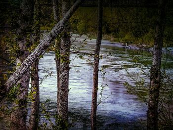 Reflection of trees in river