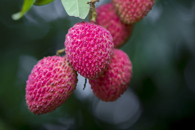 Close-up of strawberry growing on plant