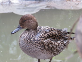 Close-up of duck perching over lake