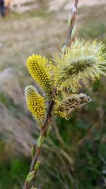 Close-up of yellow flower