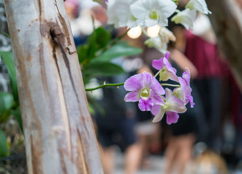 Close-up of flowers blooming outdoors