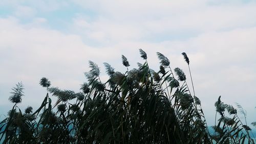 Low angle view of trees against sky