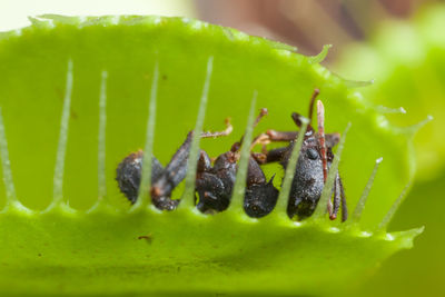 Close-up of ant on leaf