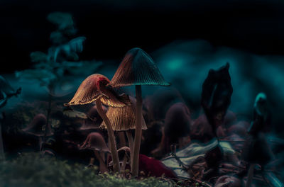 Close-up of mushrooms