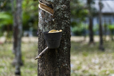 Close-up of mannequin on tree trunk