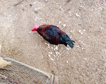 Close-up of rooster