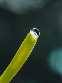 Close-up of drink over black background