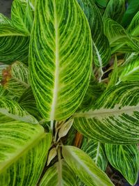 Full frame shot of fresh green leaf