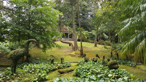 Plants growing on tree