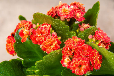 Close-up of red roses on plant