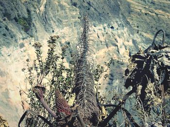 Close-up of plant against sky