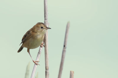 Low angle view of bird perching on stem