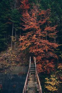 Trees in forest during autumn