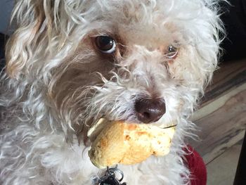 Close-up of a dog