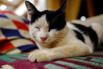 Close-up of cat relaxing on bed at home