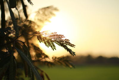 Close-up of plants on field against sky during sunset