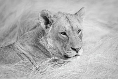 Mono close-up of lioness lying on grass