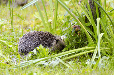 Side view of hedgehog on plants