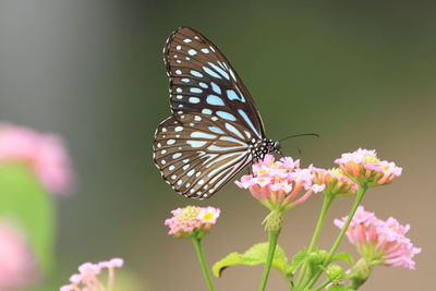 Close-up of butterfly pollinating flower