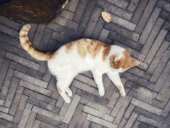 High angle view of a cat