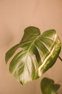 Close-up of green leaves