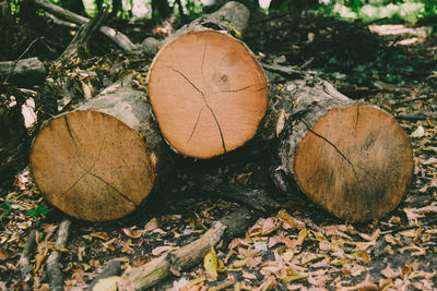 Side view of cut log faces on forest floor with copy space 