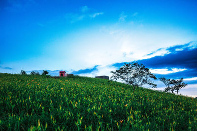 Scenic view of agricultural field against blue sky