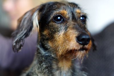 Close-up portrait of dog